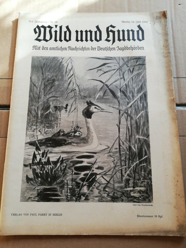 Wild und hund 28 - wild,
