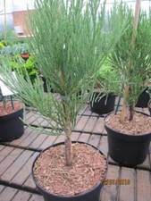 Sequoiadendron giganteum