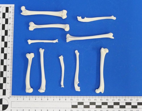 10er pack beinknochen - pack,