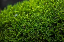 winterhartes Spießmoos exotische Pflanzen im für den Garten