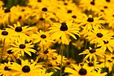 500 Samen Sonnenhut Rudbeckia hirta Wildblumen Garten Sommer  Blumen