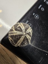  Seeigel Galerites Steinkern