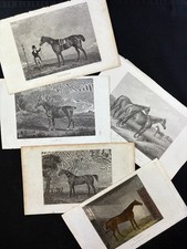Sammlung mit teilweise Handkolorierten Pferden, um 1830    8/8 