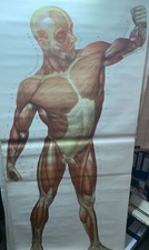 ROLLBILD MUSKULATUR Wandbild  Schautafel   Menschlicher Körper  Lehrtafel Alt