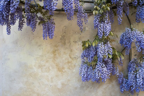 Samen blauregen die - samen, blüten