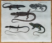 Eidechsen Agama Anolis -