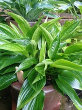 Hosta Funkie " Leather Sheen "