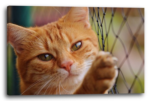 Lein wand bild - lein-wand-bild:, katze