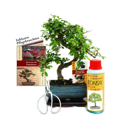 Geschenkset bonsai ulmus - geschenkset,