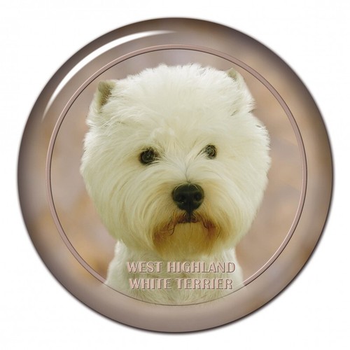 West highland terrier - terrier,
