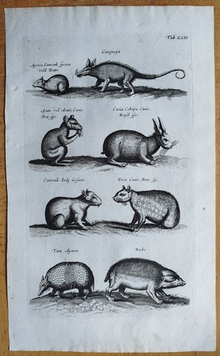 Tiere brasilien - tiere,