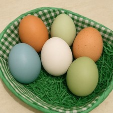 💚Bunt Brutei Easter Araucana Maran Schwedisch Isbar silverudds blå Blumenhuhn🩵