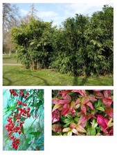 SAMEN < WAHNSINN ! Dreimal