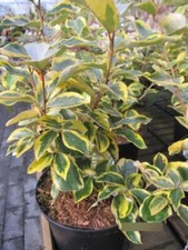 Oelweide Gilt Edge - Elaeagnus ebbingei Gilt Edge 30-40cm