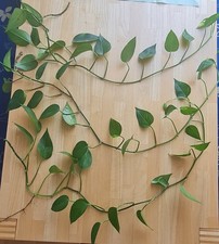 Efeututenableger bewurzelt