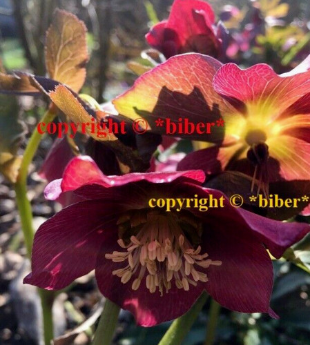 Christrose helleborus lenzrose - christrose,