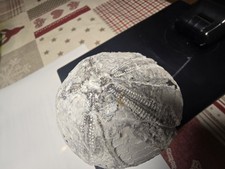 Top Seeigel Steinkern Ostsee Versteinerung 