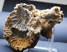 Fossilien, Korallen und