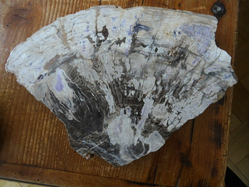 Versteinertes holz mit - holz,,