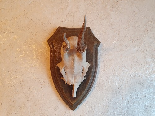 Jagd rehgeweih rehbock auf - jagd,