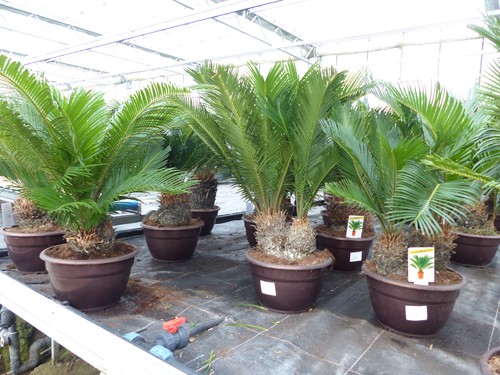 Cycas revoluta mehrstämmig - revoluta,