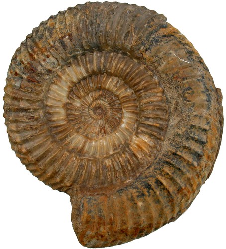 Dogger parkinsonia - ,