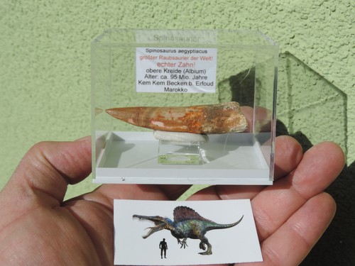 Großer zahn vom spinosaurus - vom,