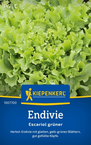 Endivie escariol grüner - endivie,