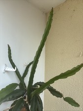 Pflanze - Hylocereus undatus - Drachenfrucht Steckling des Mutterkaktus 80-100cm