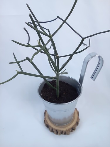Pflanze bleistift baum - pflanze🌱,