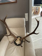 Originales / Echtes Hirschgeweih Jagd /Jäger Zehnender 10 Ender
