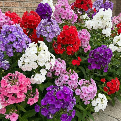 Phlox stauden winterhart - phlox,