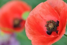 WANDBILD Roter Mohn 60x40 Blumen Garten Klatschmohn LEINWAND Keilrahmen limited