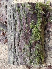 DEKO Baumstamm AKAZIE Holz