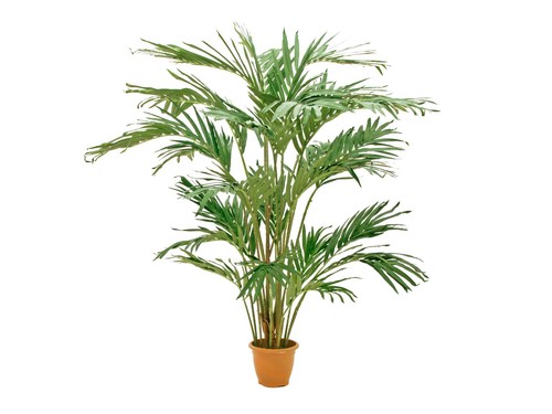 Europalms kanarische - europalms,