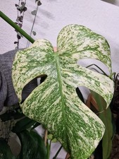 Monstera White Monster -
