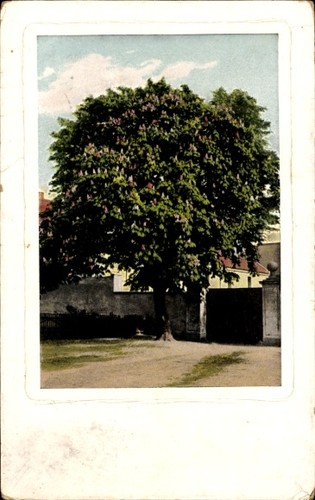 Kastanienbaum mauer - kastanienbaum,,