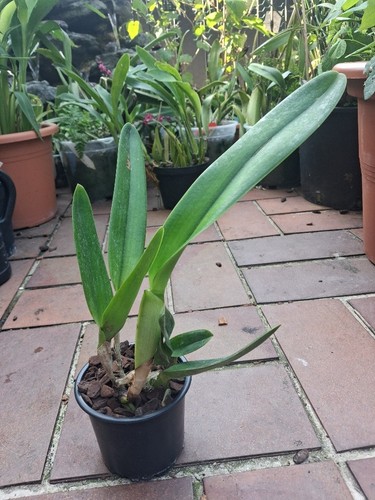 Laelia purpurata var - ., alba