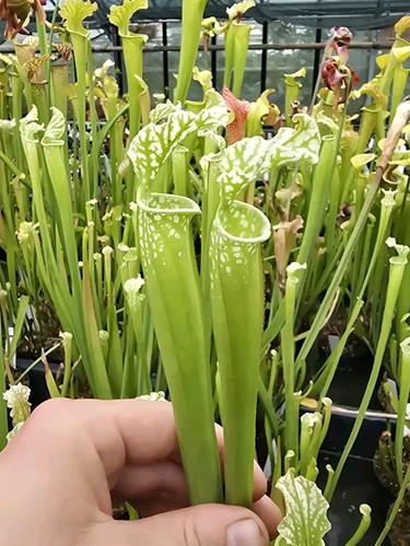 Sarracenia