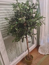 Olivenbäumchen 120cm Hoch