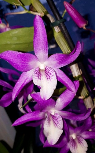 Dendrobium nobile hybride - nobile,