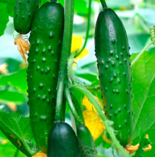Samen Семена Огурец Зозуля F1  Sosulia F1 Gurkensamen/Seeds/Gurken
