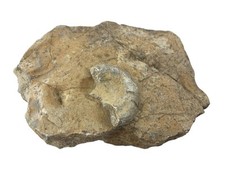 Fossil Ammonit Schnecke Muschel im / auf Gestein Meerestier Kopffüßer 4cm Spiral