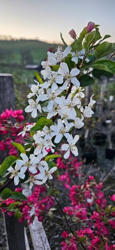 Malus sieboldii siebolds - /,