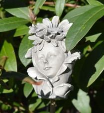 Blumenkind Aster klein Garten