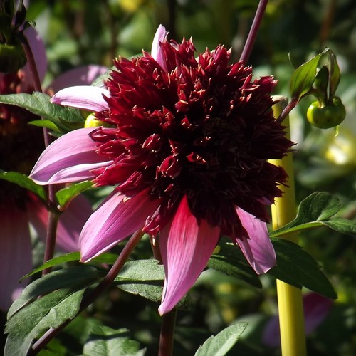 Ausverkauf anemonenblütige - ausverkauf,
