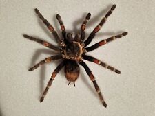 Brachypelma Auratum Female