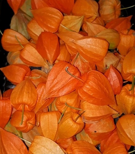 Lampionblume schirmchen - 31,