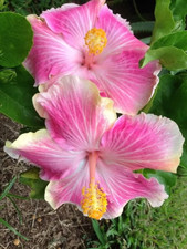 Sale2142 Hibiskus Bicolor