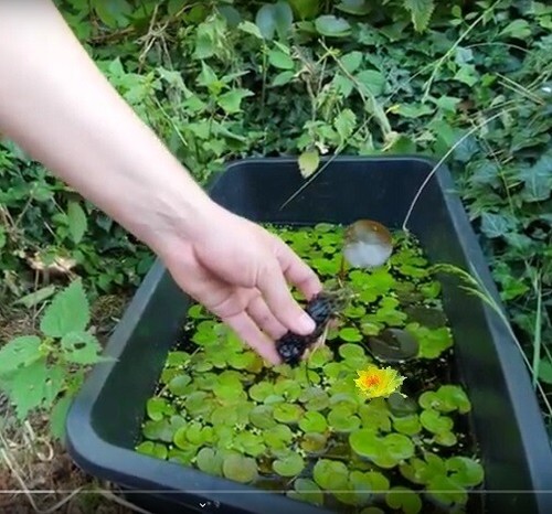 Gelbe zwerg seerose deko - zwerg-seerose, für